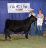 2016 Iowa State Fair Overall Reserve Grand Champion Purebred Bull – J & C Simmentals