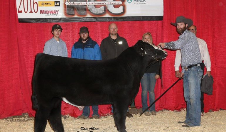 2016 NCC High Selling Bull/Grand Champion Bull – Blind Badger Ranch