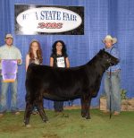 2016 Iowa State Fair Champion Senior Heifer Calf Division- Percentage – CRR Simmentals