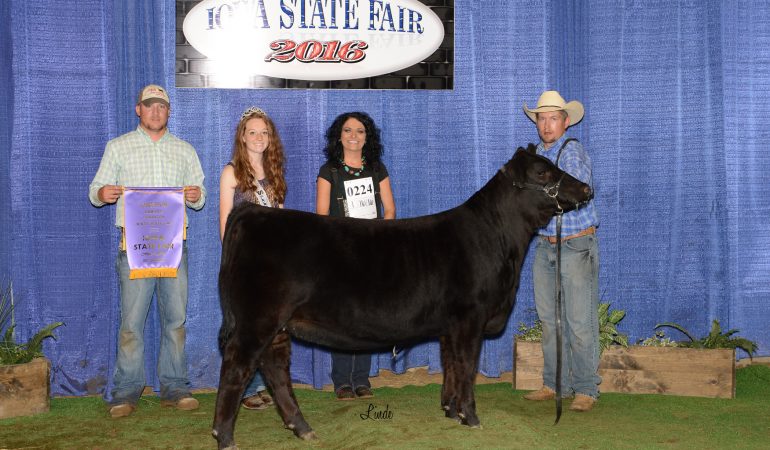 2016 Iowa State Fair Champion Senior Heifer Calf Division- Percentage – CRR Simmentals