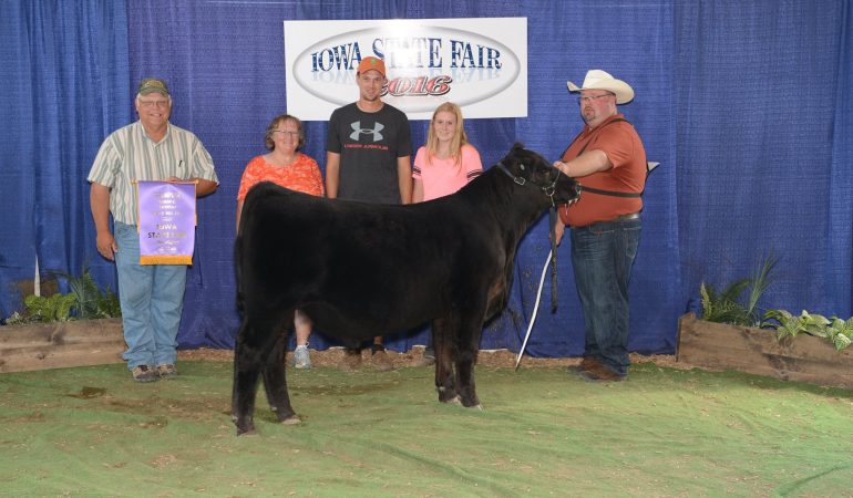 2016 Iowa State Fair Bull Calf Champion- Foundation Show – Felt Farms