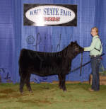 2016 Iowa State Fair Spring Division Heifer Calf Winner- Purebred – B&L Cattle and Nelson Cattle