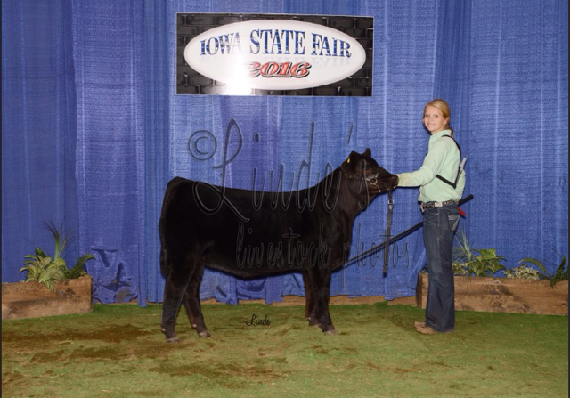 2016 Iowa State Fair Spring Division Heifer Calf Winner- Purebred – B&L Cattle and Nelson Cattle