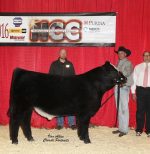 2016 NCC Reserve Grand Champion Bull –  Sisco Brothers Cattle Company