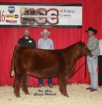 2016 NCC Reserve Grand Champion Heifer –  Sisco Brothers Cattle Company