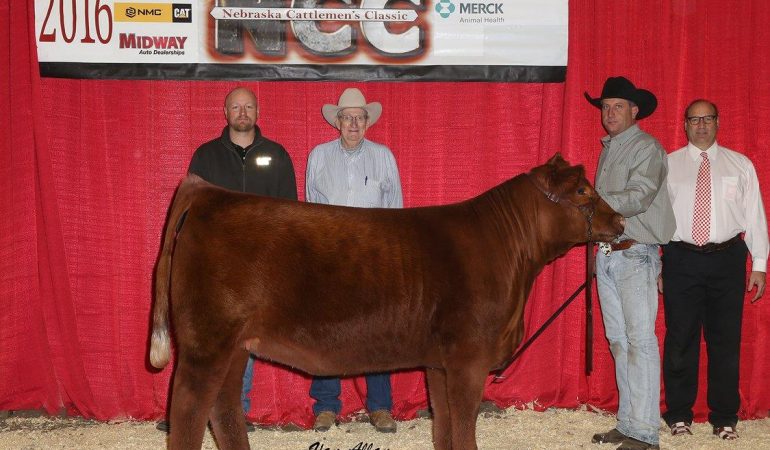 2016 NCC Reserve Grand Champion Heifer –  Sisco Brothers Cattle Company