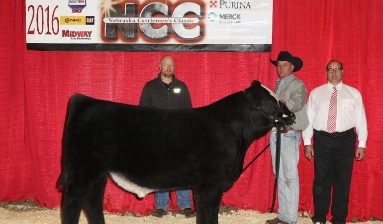 2016 NCC Reserve Grand Champion Bull –  Sisco Brothers Cattle Company