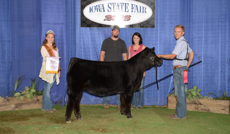 2016 Iowa State Fair Reserve Division Winner-Winter Heifer Calf – Purebred – Naber Farms